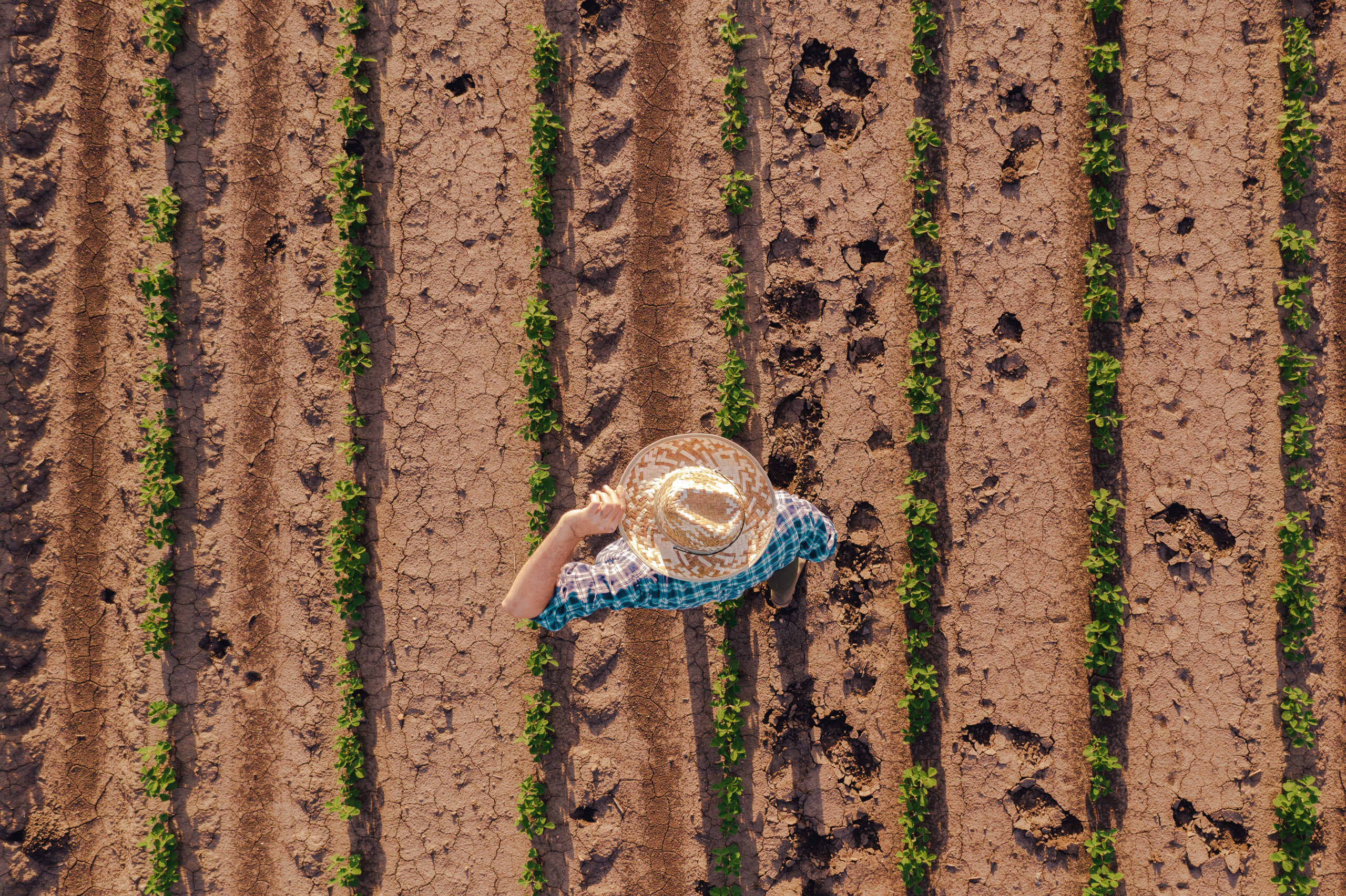 Aerial view of farmer in soybean field, drone pov directly above farm worker