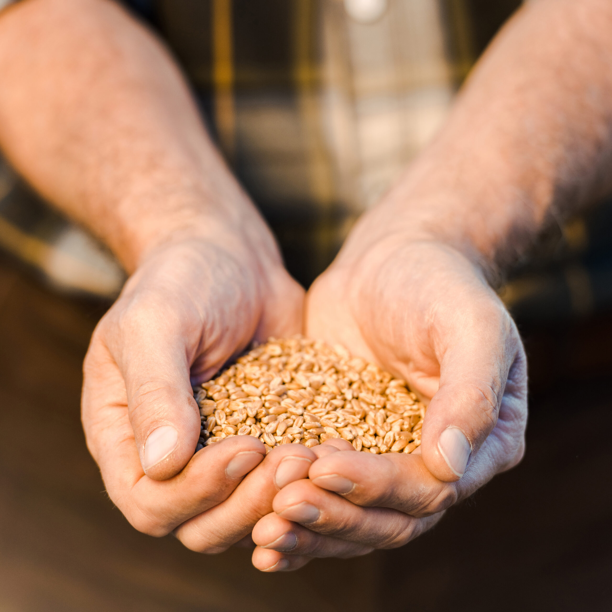 selective focus of farmer holding seeds in hands